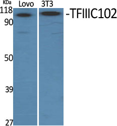Fig1:; Western Blot analysis of various cells using TFIIIC102 Polyclonal Antibody cells nucleus extracted by Minute TM Cytoplasmic and Nuclear Fractionation kit (SC-003,Inventbiotech,MN,USA).