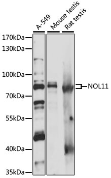 Western blot - NOL11 Polyclonal Antibody 