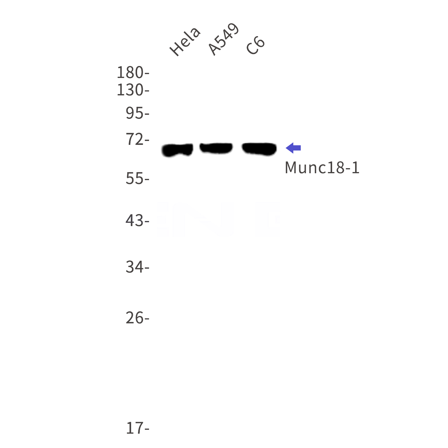Western blot detection of Munc18-1 in Hela,A549,C6 cell lysates using Munc18-1 Rabbit mAb(1:1000 diluted).Predicted band size:68kDa.Observed band size:68kDa.