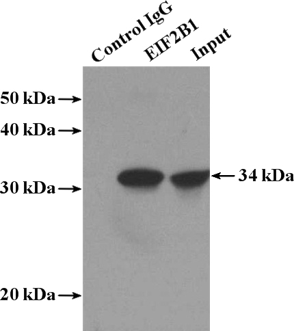 IP Result of anti-EIF2B1 (IP:Catalog No:110181, 4ug; Detection:Catalog No:110181 1:700) with K-562 cells lysate 3200ug.