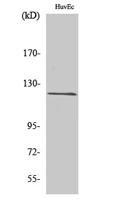 Fig1:; Western Blot analysis of various cells using FIR Polyclonal Antibody