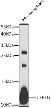 Western blot - FCER1G Polyclonal Antibody 