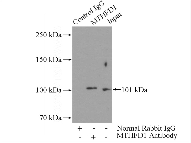 IP Result of anti-MTHFD1 (IP:Catalog No:112776, 5ug; Detection:Catalog No:112776 1:600) with mouse kidney tissue lysate 4000ug.