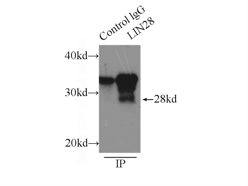 IP Result of anti-LIN28 (IP:Catalog No:112231, 3ug; Detection:Catalog No:112231 1:500) with K-562 cells lysate 1000ug.
