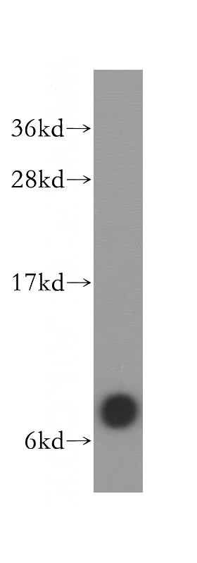 mouse brain tissue were subjected to SDS PAGE followed by western blot with Catalog No:111002(GNG4 antibody) at dilution of 1:400