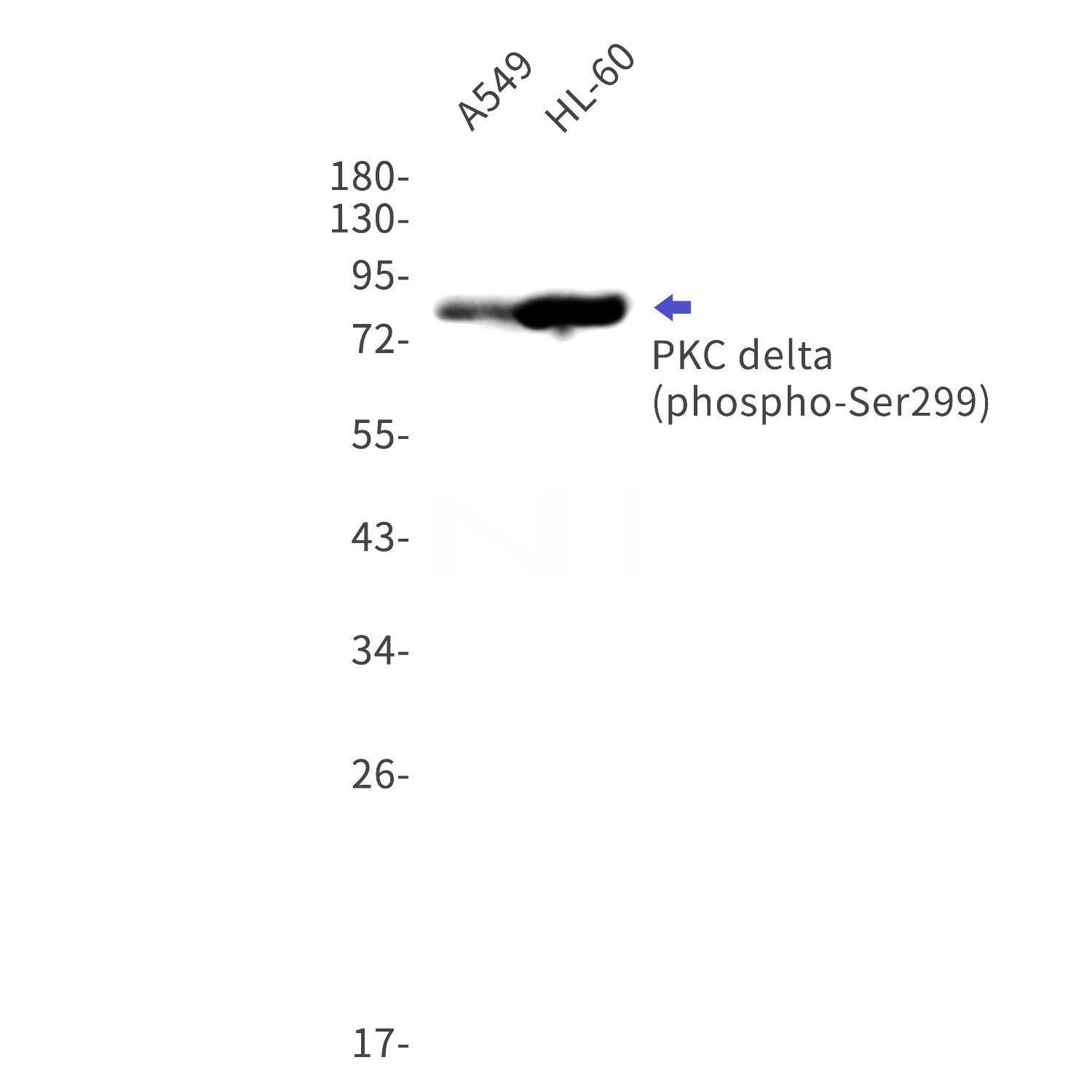 Western blot detection of phospho-PKC delta (Ser299) in A549,HL-60 cell lysates using phospho-PKC delta (Ser299) Rabbit mAb(1:1000 diluted).Predicted band size:78kDa.Observed band size:78kDa.