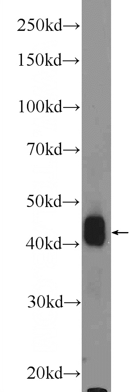HEK-293 cells were subjected to SDS PAGE followed by western blot with Catalog No:110164(EAPP Antibody) at dilution of 1:600
