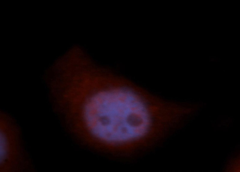 Immunofluorescent analysis of Hela cells, using BCAS2 antibody Catalog No:108380 at 1:50 dilution and Rhodamine-labeled goat anti-rabbit IgG (red). Blue pseudocolor = DAPI (fluorescent DNA dye).