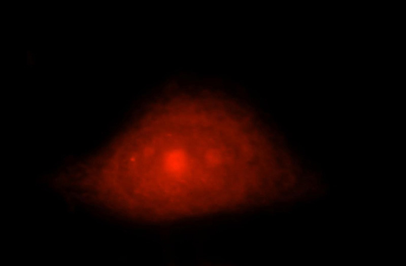 Immunofluorescent analysis of Hela cells, using MAGED2 antibody Catalog No:112391 at 1:25 dilution and Rhodamine-labeled goat anti-rabbit IgG (red).