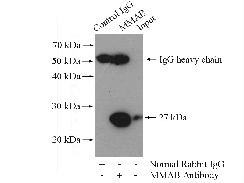 IP Result of anti-MMAB (IP:Catalog No:112690, 4ug; Detection:Catalog No:112690 1:500) with HeLa cells lysate 1200ug.