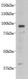 Fig1: Western blot analysis on D3 using anti- TMEM132B polyclonal antibody.