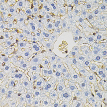Immunohistochemistry - SLC6A1 Polyclonal Antibody 