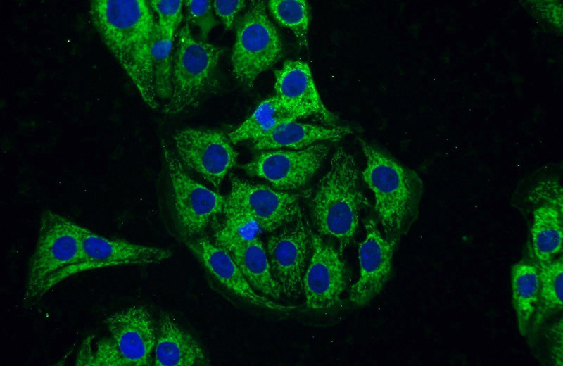 Immunofluorescent analysis of SH-SY5Y cells using Catalog No:113478(PACSIN1 Antibody) at dilution of 1:50 and Alexa Fluor 488-congugated AffiniPure Goat Anti-Rabbit IgG(H+L)