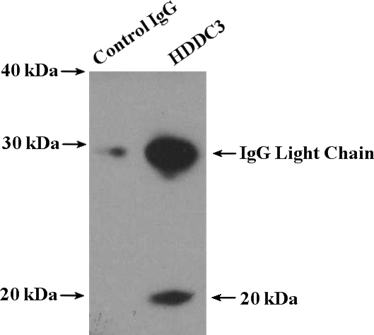 IP Result of anti-HDDC3 (IP:Catalog No:111385, 4ug; Detection:Catalog No:111385 1:500) with HeLa cells lysate 3400ug.