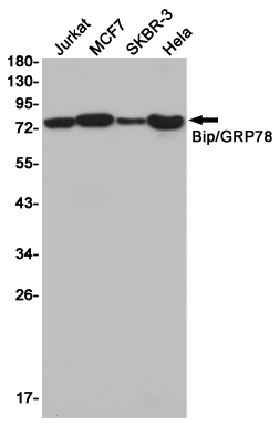 Western blot detection of Bip/GRP78 in Jurkat,MCF7,SKBR-3,Hela cell lysates using Bip/GRP78 (6H7) Mouse mAb(1:2000 diluted).Predicted band size:78KDa.Observed band size:78KDa.