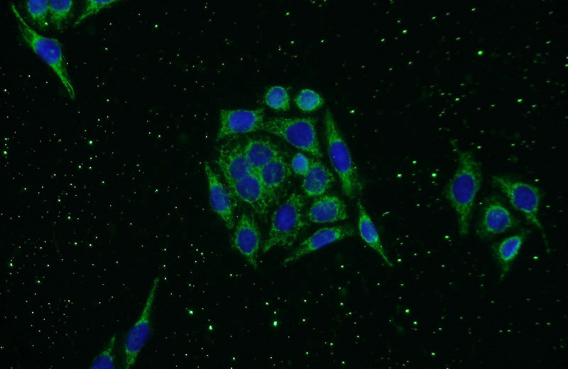 Immunofluorescent analysis of PC-3 cells using Catalog No:112085(KLHDC3 Antibody) at dilution of 1:50 and Alexa Fluor 488-congugated AffiniPure Goat Anti-Rabbit IgG(H+L)