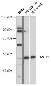 Western blot - MCT1 Polyclonal Antibody 