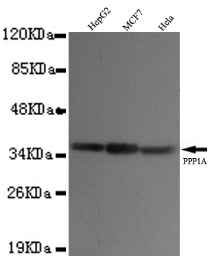 Western blot detection of PPP1A in HepG2,MCF7 and Hela cell lysates using PPP1A mouse mAb (1:1000 diluted).Predicted band size:37KDa.Observed band size:37KDa.