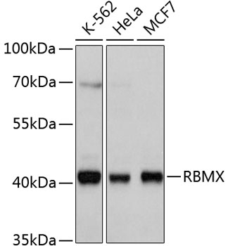 Western blot - RBMX Polyclonal Antibody 