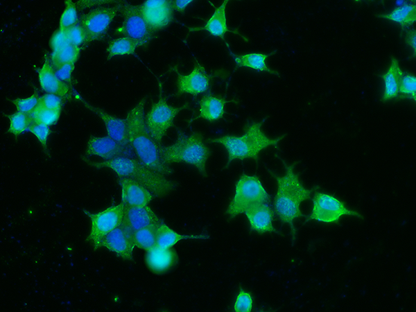 CNDP1 Antibody, Rabbit MAb, Immunofluorescence
