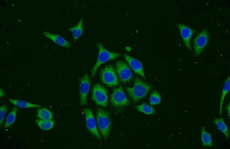Immunofluorescent analysis of PC-3 cells using Catalog No:113802(EGLN2 Antibody) at dilution of 1:25 and Alexa Fluor 488-congugated AffiniPure Goat Anti-Rabbit IgG(H+L)