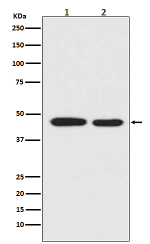 Western blot analysis of MEK1 expression in (1) A431 cell lysate;(2) HeLa cell lysate.