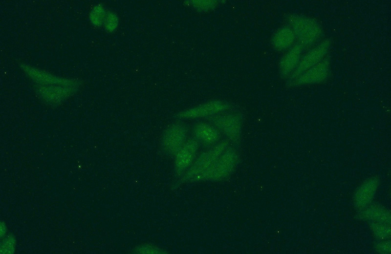 Immunofluorescent analysis of HepG2 cells using Catalog No:109831(DDX43 Antibody) at dilution of 1:50 and Alexa Fluor 488-congugated AffiniPure Goat Anti-Rabbit IgG(H+L)