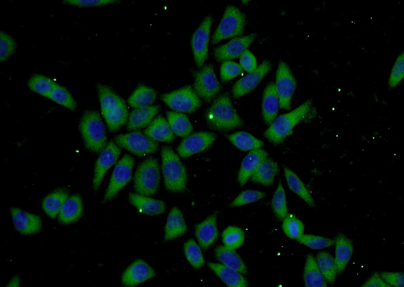 Immunofluorescent analysis of L02 cells using Catalog No:116476(UBC12 Antibody) at dilution of 1:50 and Alexa Fluor 488-congugated AffiniPure Goat Anti-Rabbit IgG(H+L)