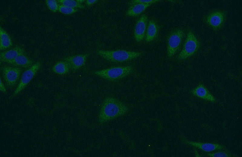 Immunofluorescent analysis of HepG2 cells using Catalog No:108621(C19orf36 Antibody) at dilution of 1:50 and Alexa Fluor 488-congugated AffiniPure Goat Anti-Rabbit IgG(H+L)