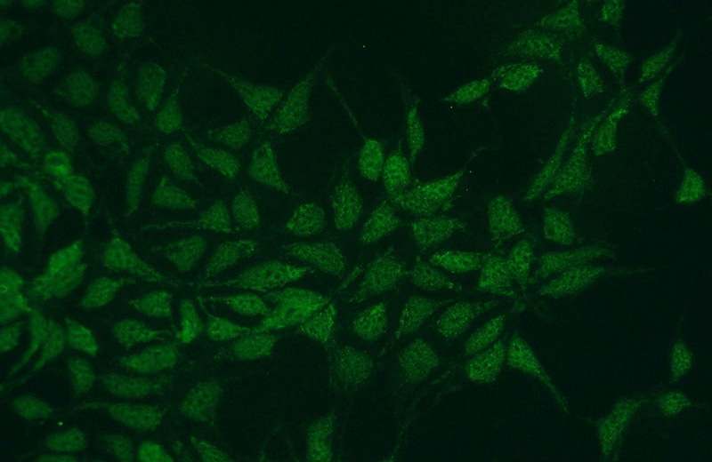 Immunofluorescent analysis of HEK-293 cells using Catalog No:115137(SF3B2 Antibody) at dilution of 1:50 and Alexa Fluor 488-congugated AffiniPure Goat Anti-Rabbit IgG(H+L)