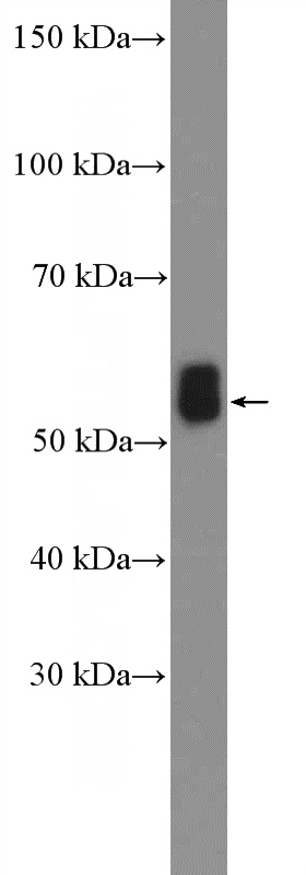 mouse brain tissue were subjected to SDS PAGE followed by western blot with Catalog No:111934(BAIAP2 Antibody) at dilution of 1:600
