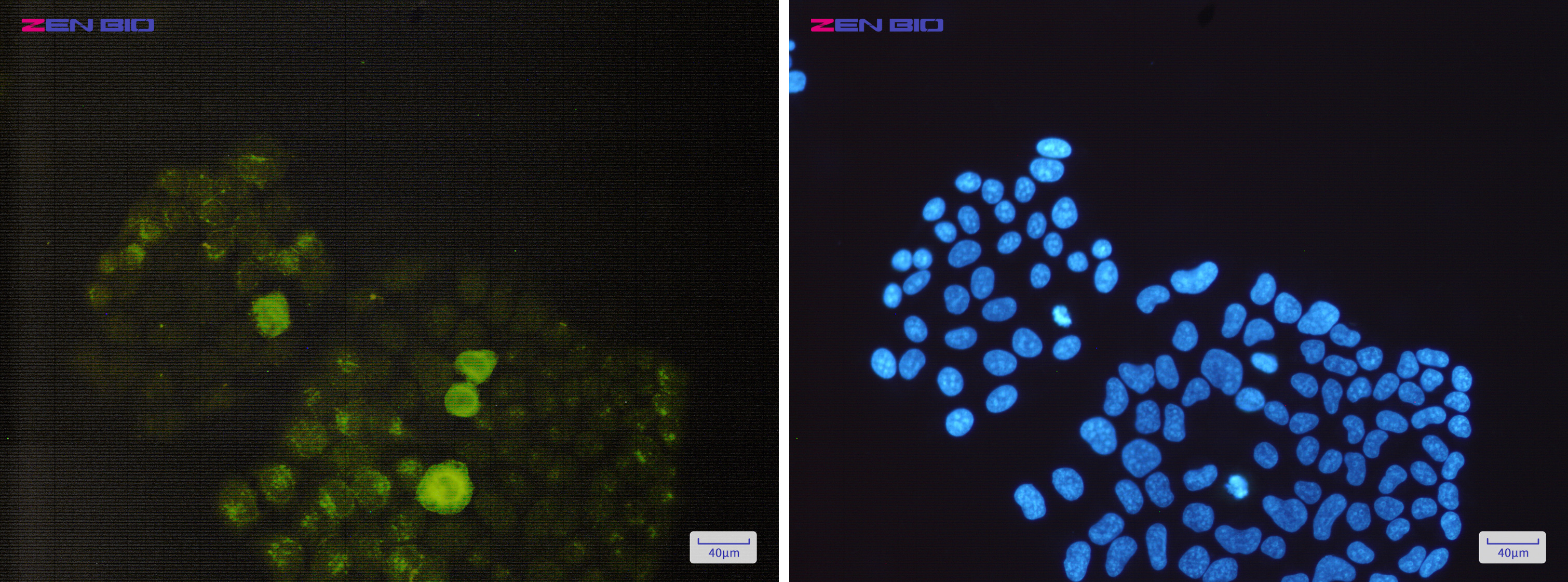Immunocytochemistry of Phospho-PTP1B (Ser352)(green) in Hela cells using Phospho-PTP1B (Ser352) Rabbit mAb at dilution 1/50, and DAPI(blue)