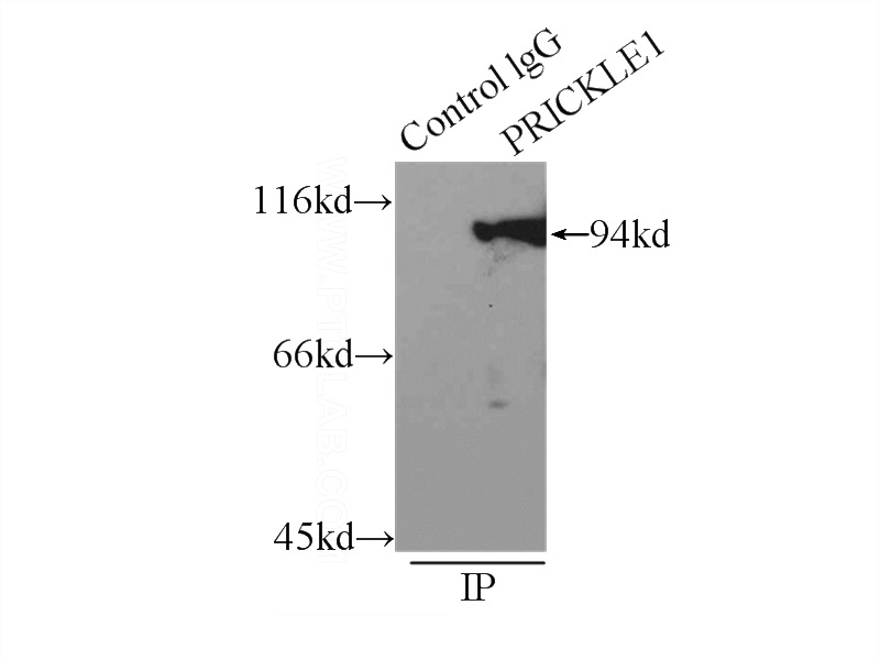 IP Result of anti-PRICKLE1 (IP:Catalog No:114190, 3ug; Detection:Catalog No:114190 1:1000) with mouse brain tissue lysate 7000ug.