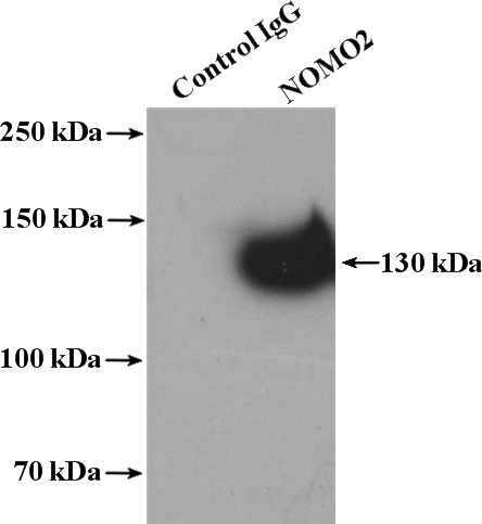 IP Result of anti-NOMO2 (IP:Catalog No:113301, 4ug; Detection:Catalog No:113301 1:1000) with HEK-293 cells lysate 2400ug.