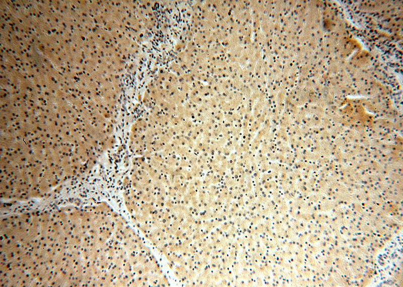 Immunohistochemical of paraffin-embedded human liver using Catalog No:116597(USP2 antibody) at dilution of 1:50 (under 10x lens)