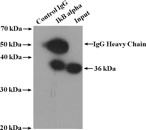 IP Result of anti-NFKBIA (IP:Catalog No:111639, 4ug; Detection:Catalog No:111639 1:1000) with HeLa cells lysate 4000ug.