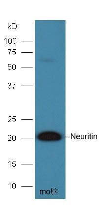 Fig1: Sample: Brain(Mouse) lysate at 30ug;; Primary: Anti-Neuritin at 1:300 dilution;; Secondary: HRP conjugated Goat-Anti-Rabbit IgG(bse-0295G-HRP) at 1: 5000 dilution;; Predicted band size :16 kD; Observed band size : 20 kD