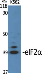 Western Blot analysis of various cells using eIF2u03b1 Polyclonal Antibody