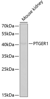 Western blot - PTGER1 Polyclonal Antibody 