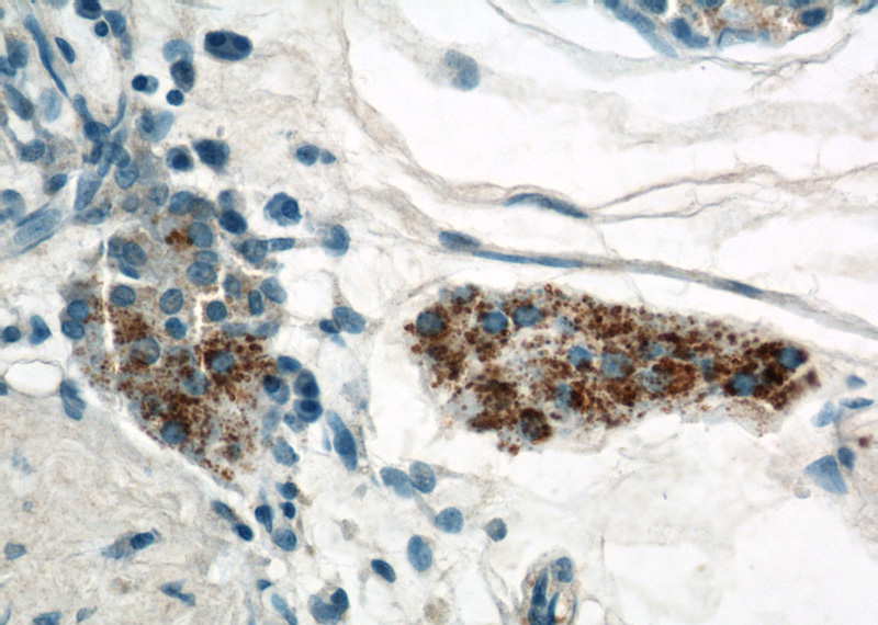 Immunohistochemical of paraffin-embedded human testis using Catalog No:109679(CYP11A1 antibody) at dilution of 1:50 (under 40x lens)