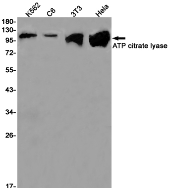 Western blot detection of ATP citrate lyase in K562,C6,3T3,Hela cell lysates using ATP citrate lyase Rabbit pAb(1:1000 diluted).Predicted band size:121kDa.Observed band size:121kDa.