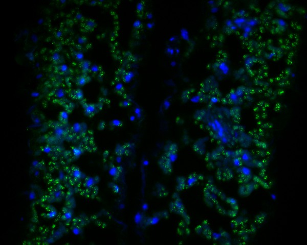 Fig1:; Immunohistochemical analysis of paraffin-embedded A. thaliana tissue using anti-Beta-adaptin-like protein A antibody. The section was pre-treated using heat mediated antigen retrieval with Tris-EDTA buffer (pH 8.0-8.4) for 20 minutes.The tissues were blocked in 5% BSA for 30 minutes at room temperature, washed with ddH; 2; O and PBS, and then probed with the primary antibody ( 1/50) for 30 minutes at room temperature. The detection was performed using an HRP conjugated compact polymer system. DAB was used as the chromogen. Tissues were counterstained with hematoxylin and mounted with DPX.