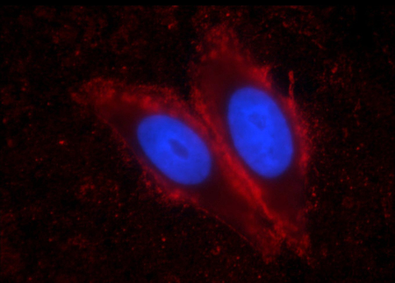Immunofluorescent analysis of HepG2 cells using Catalog No:107271(PTPRN Antibody) at dilution of 1:25 and Rhodamine-Goat anti-Mouse IgG