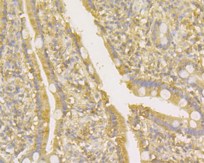 Fig6: Immunohistochemical analysis of paraffin-embedded human small intestine tissue using anti-Osteoprotegerin antibody. Counter stained with hematoxylin.