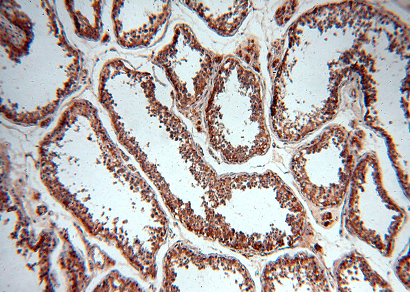 Immunohistochemical of paraffin-embedded human testis using Catalog No:109571(DPYSL2 antibody) at dilution of 1:100 (under 10x lens)
