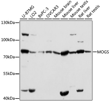 Western blot - MOGS Polyclonal Antibody 