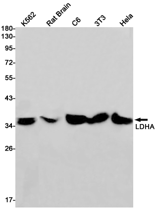Western blot detection of LDHA in K562,Rat Brain,C6,3T3,Hela cell lysates using LDHA Rabbit pAb(1:1000 diluted).Predicted band size:37kDa.Observed band size:37kDa.