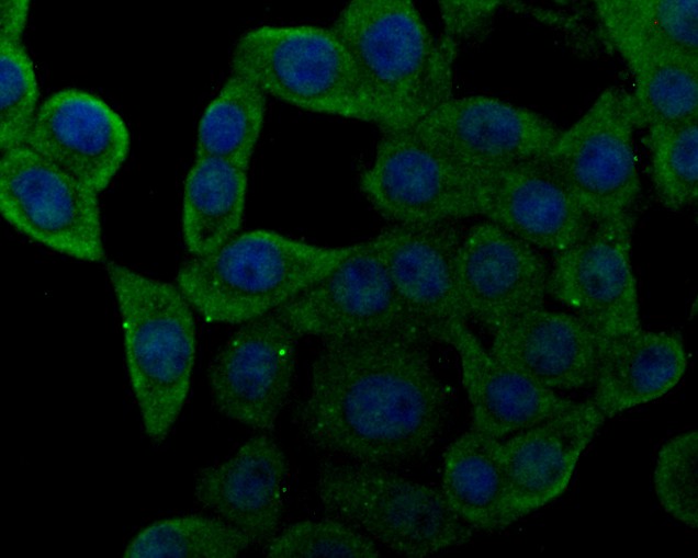 Fig4:; ICC staining of NHE-1 in LOVO cells (green). Formalin fixed cells were permeabilized with 0.1% Triton X-100 in TBS for 10 minutes at room temperature and blocked with 1% Blocker BSA for 15 minutes at room temperature. Cells were probed with the primary antibody ( 1/100) for 1 hour at room temperature, washed with PBS. Alexa Fluor®488 Goat anti-Rabbit IgG was used as the secondary antibody at 1/100 dilution. The nuclear counter stain is DAPI (blue).