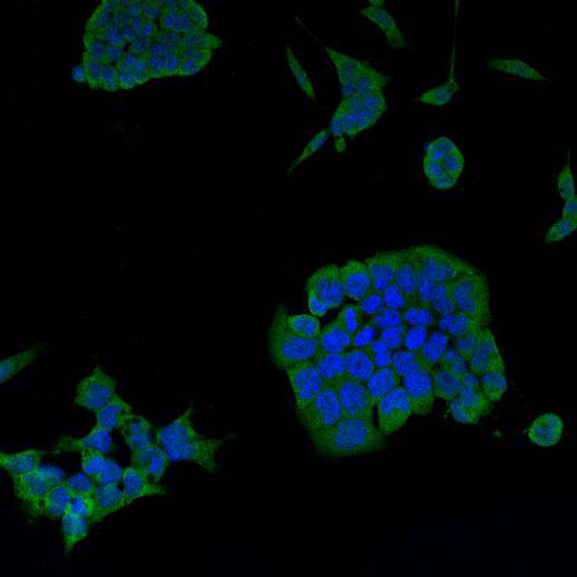 Fig2: ICC staining Psg16 in mouse embryonic stem cells D3 (green). Cells were fixed in paraformaldehyde, permeabilised with 0.25% Triton X100/PBS and counterstained with DAPI in order to highlight the nucleus (blue).