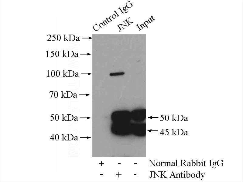 IP Result of anti-JNK (IP:Catalog No:111892, 4ug; Detection:Catalog No:111892 1:600) with HEK-293 cells lysate 2000ug.